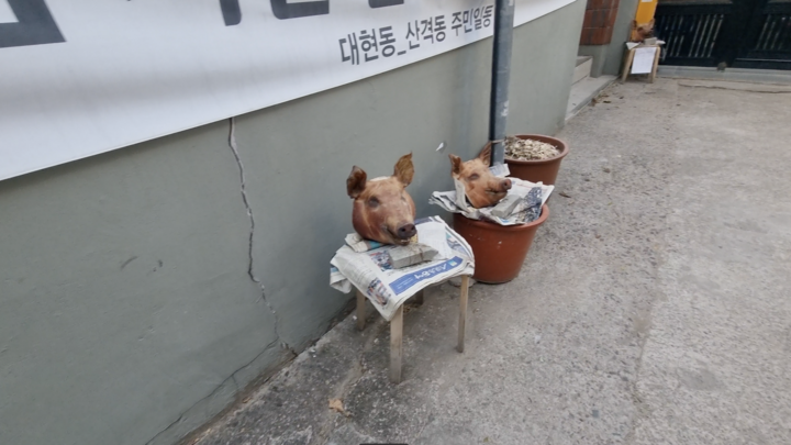 These pig heads were placed in front of the Daegu Muslim student community's temporary prayer site in late 2022 and are still there. Photo taken on January 11, 2023.
